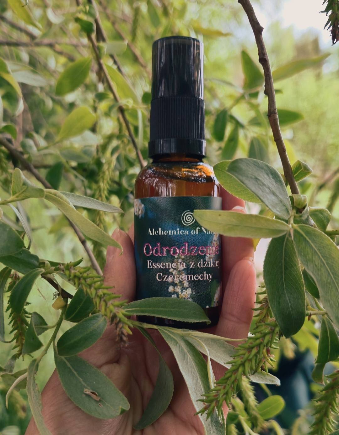 MGIEŁKA Z DZIKIEJ CZEREMECHY - ODRODZENIE BAZA 30ML