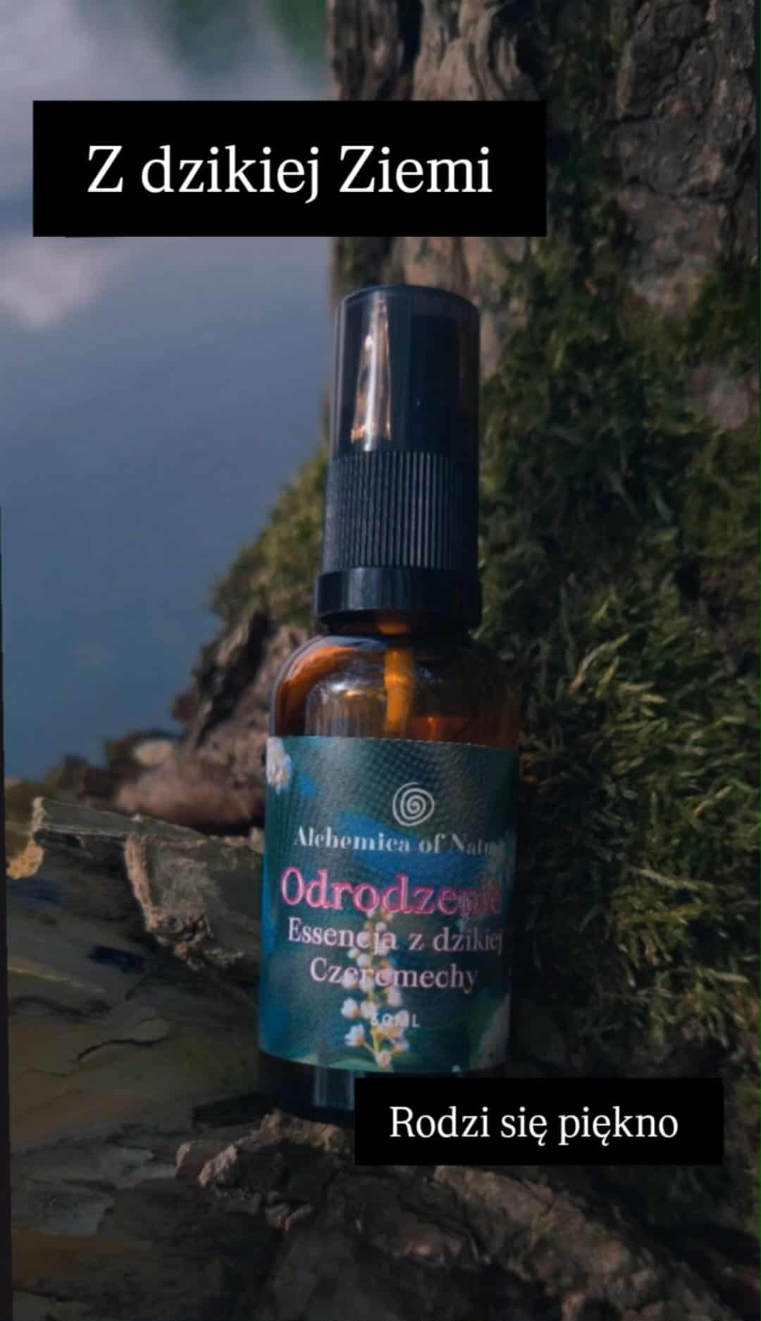 MGIEŁKA Z DZIKIEJ CZEREMECHY - ODRODZENIE BAZA 30ML - obrazek 2